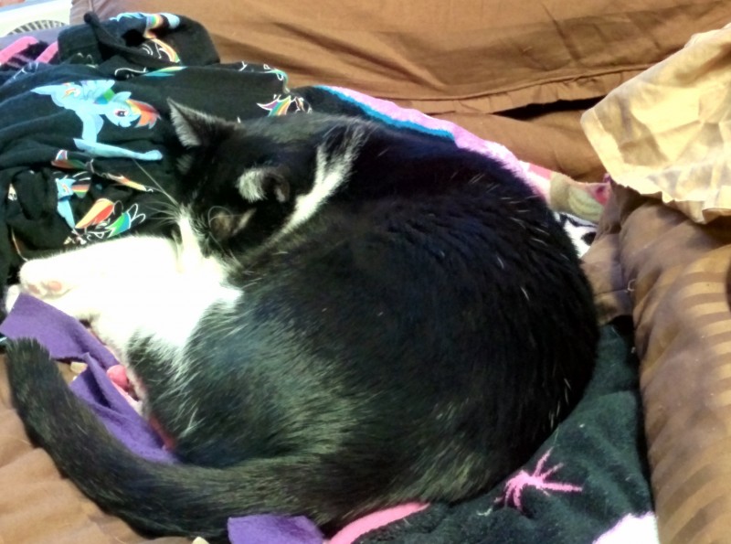 Sleeping kitty = such cute