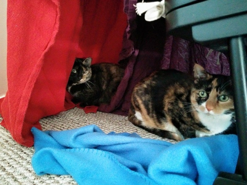 Kitties!