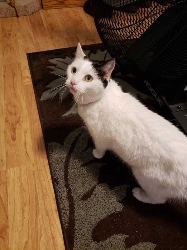 Photo of a white cat with black markings on her head.